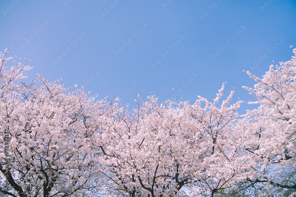 満開の桜と青空 満開の桜と青空
