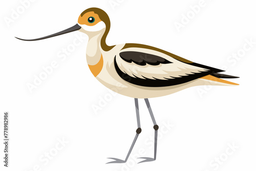 avocet bird vector artwork illustration 