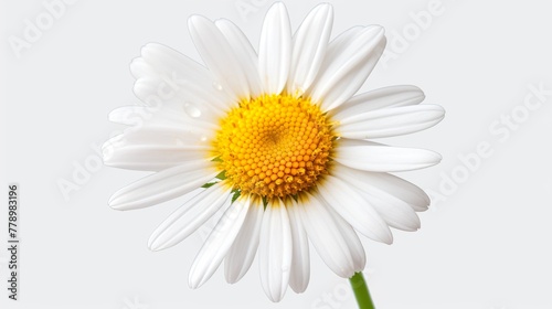 daisy isolated on white background  high definition hd  photographic creative image