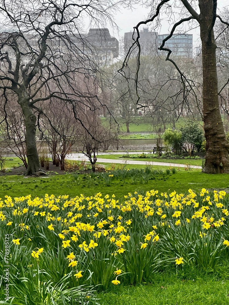 Beautful daffodil flowers blooming on a rainy, gloomy, London afternoon. A walk through Hyde Park, London UK