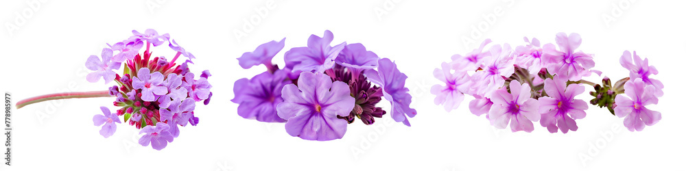 Set of purple flowers isolated on white background
