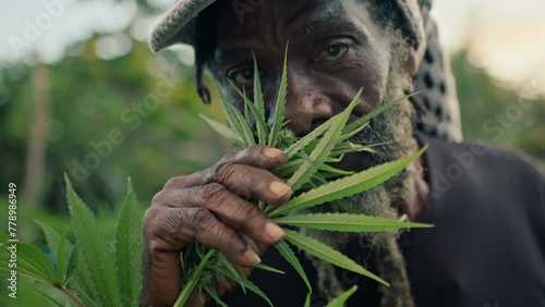 Man smelling and checking cannabis