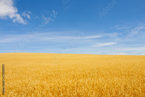 Wheat. Wheat field. Golden wheat field and sunny day. Flour. Ears of wheat on a background of the field. Shallow depth of field. Countryside landscape.
