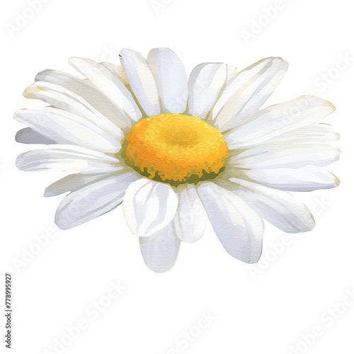 AI-generated watercolor white Daisy flower clip art illustration. Isolated elements on a white background.