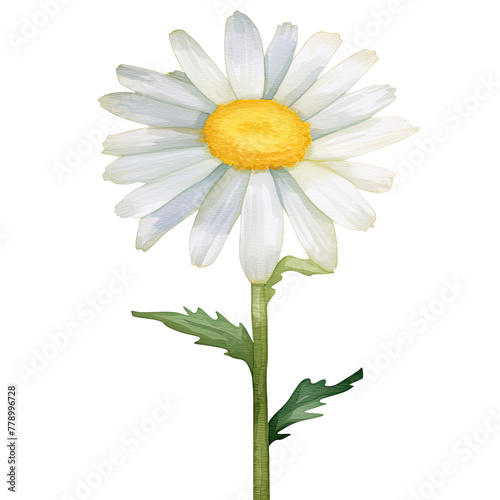 AI-generated watercolor white Daisy flower with leaves clip art illustration. Isolated elements on a white background.