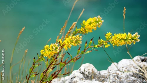 goldenrod blowing in the wind
