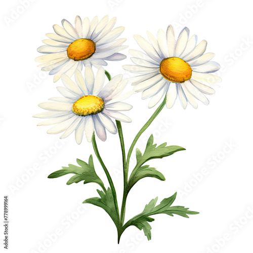 AI-generated watercolor white Daisy flowers with leaves clip art illustration. Isolated elements on a white background.