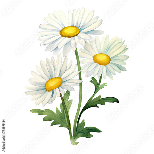 AI-generated watercolor white Daisy flowers with leaves clip art illustration. Isolated elements on a white background.