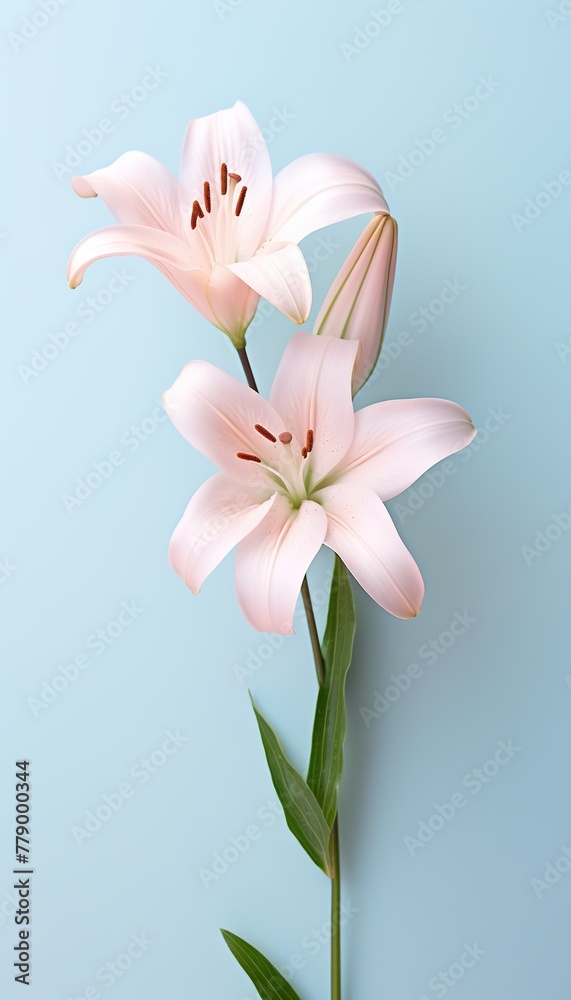 Fototapeta premium a delicate white lily flower with a stem, on a very light blue backgroung spring summer gardening