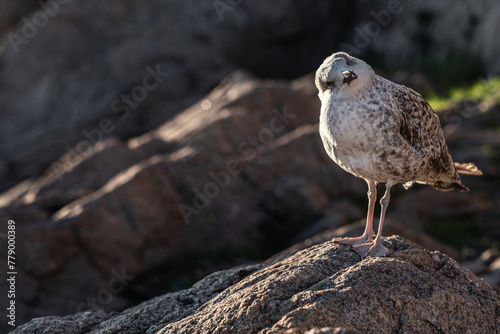 Close-up shot of a seagull on the rocks.