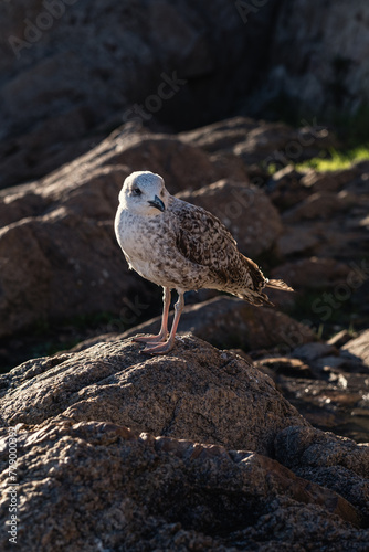 Close-up shot of a seagull perched on the rocks.