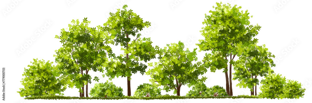 Vector watercolor green tree or forest side view isolated on white background for landscape and architecture drawing,elements for environment or garden,botanical element for exterior section in spring
