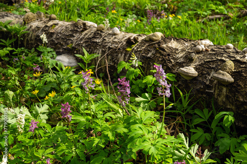 Corydalis flowers blooming in the forest on the lawn. Beautiful nature in the forest photo