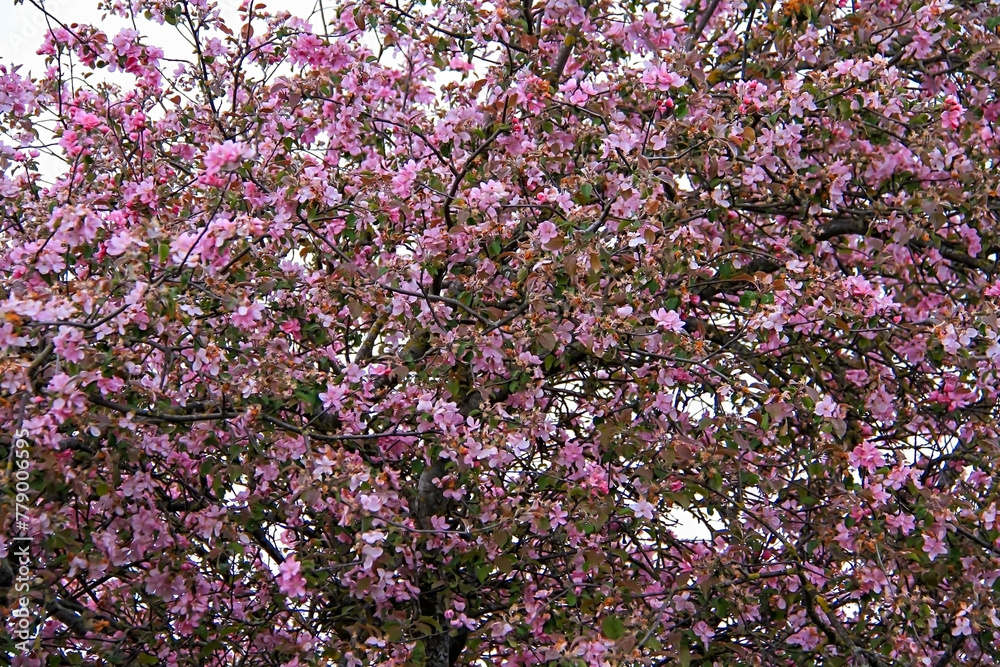 - a large pink blooming apple tree