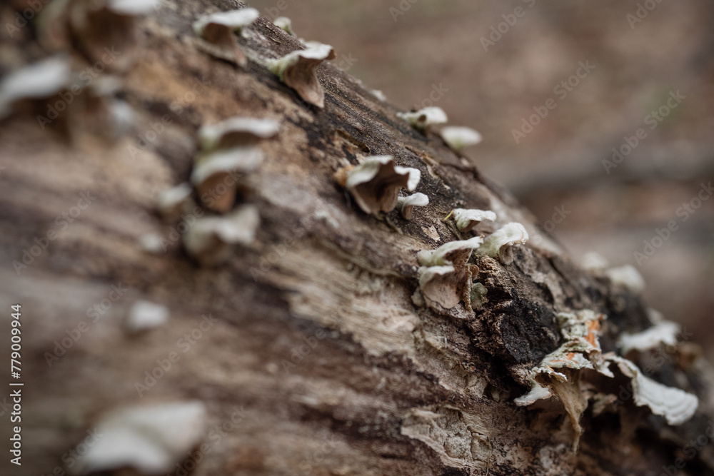 fungi growing on log fungi growing on log