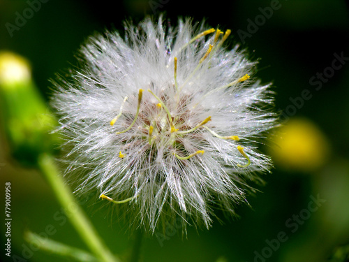 Piante e fiori