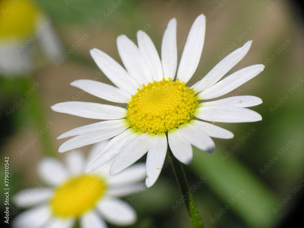 Piante e fiori Piante e fiori