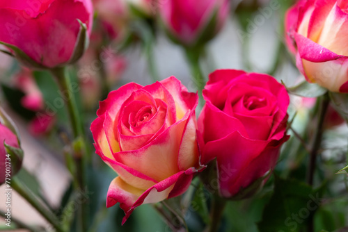 Romantic red and white roses just starting to open 