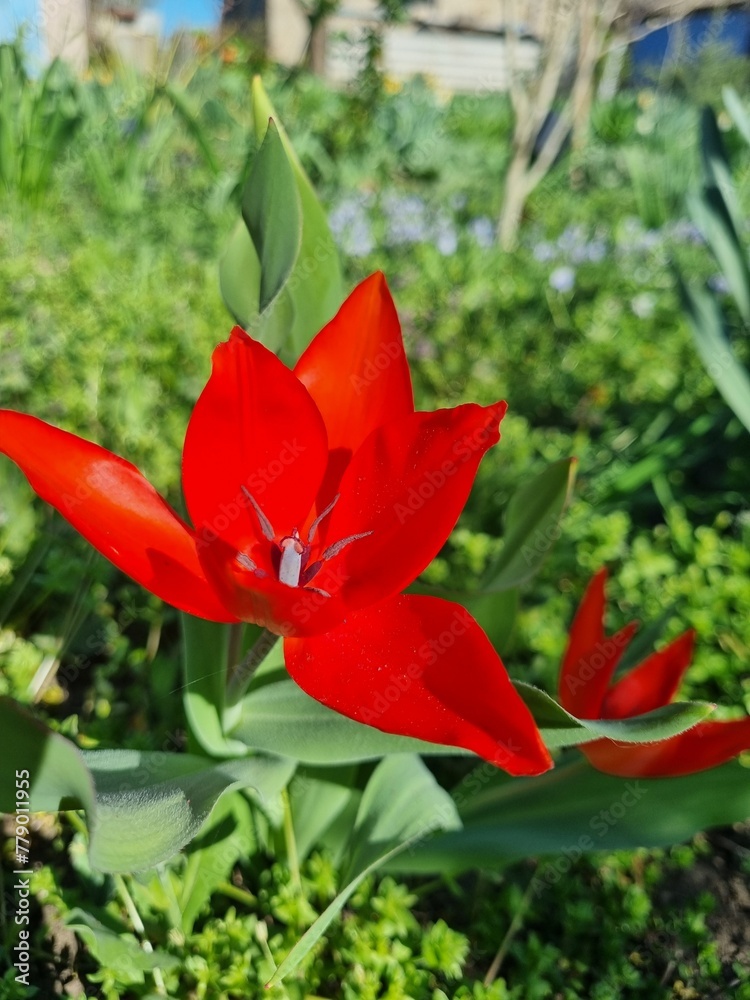 Red tulip background. Beautiful tulip in the meadow. Flower bud in spring in the sunlight. Flowerbed with flowers. Tulip close-up. Red flower in garden
