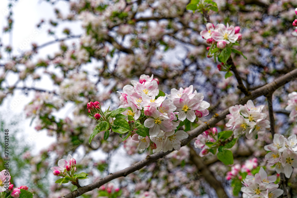 Close-up of beautiful white and pink blossoms of tree at Swiss City of Zürich on a cloudy spring day. Photo taken April 7th, 2024, Zurich, Switzerland. Close-up of beautiful white and pink blossoms of tree at Swiss City of Zürich on a cloudy spring day. Photo taken April 7th, 2024, Zurich, Switzerland.