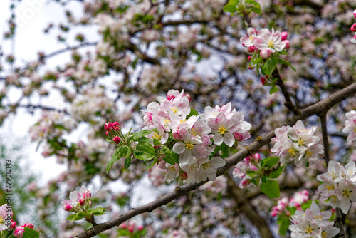 Close-up of beautiful white and pink blossoms of tree at Swiss City of Zürich on a cloudy spring day. Photo taken April 7th, 2024, Zurich, Switzerland. © Michael Derrer Fuchs