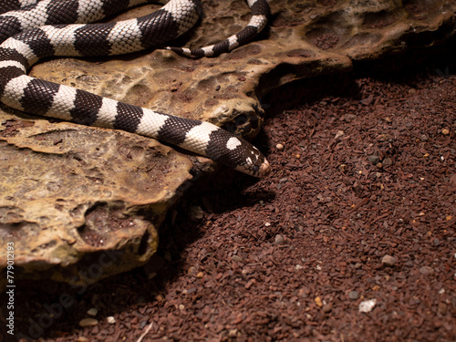 snake in the ground photo