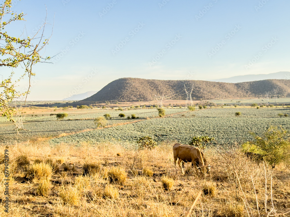 paisaje agavero