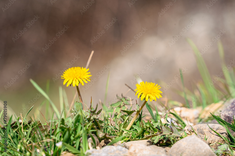 Two bright bloom yellow dandelions in early spring meadow, close up of yellow flowers blooming in green grass, Dandelion officinalis, march and april floral nature