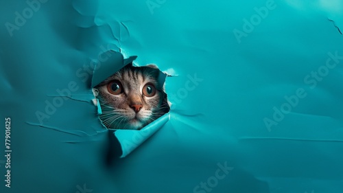 Süße getigerte Katze schaut durch Wand mit Platzhalter für Zoo und Züchter im Querformat für Banner, ai generativ