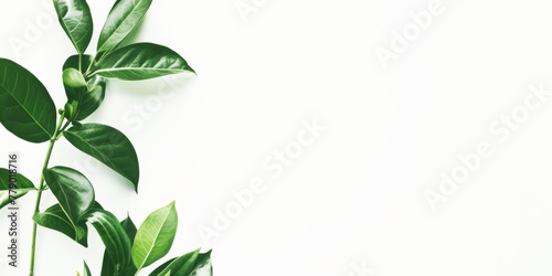 Minimalist white background with green leaves on the left side. Clean background for online zoom meetings with open area for text