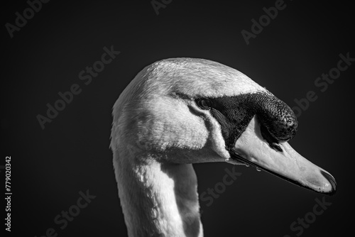 black swan portrait (ID: 779020342)