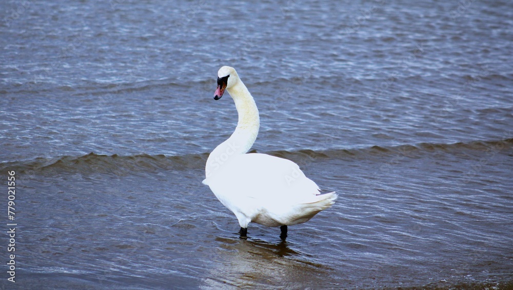 Naklejka premium white swan on the lake