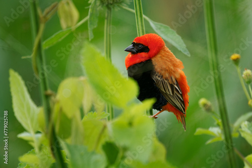 Black-winged Bishop - Euplectes hordeaceus formerly fire-crowned bishop, resident breeding bird in tropical Africa, Senegal, Sudan and to Angola, Tanzania, Zimbabwe and Mozambique photo
