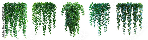 Beautiful ivy leaves isolated on transparent or white background photo