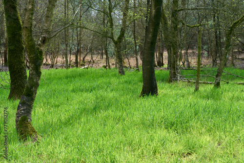 Trees in a green clearing in the grass.