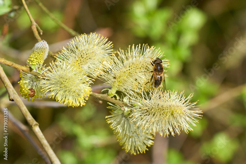 Bee to willow flower close up.