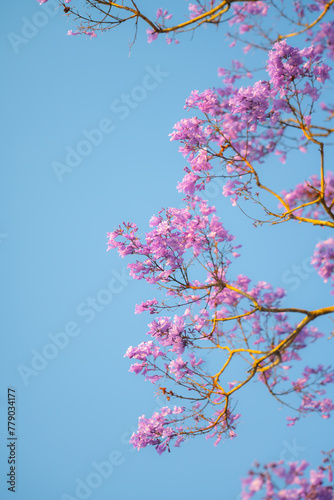 Фотография Authentic landscape of a vibrant purple jacaranda tree blooming against a clear