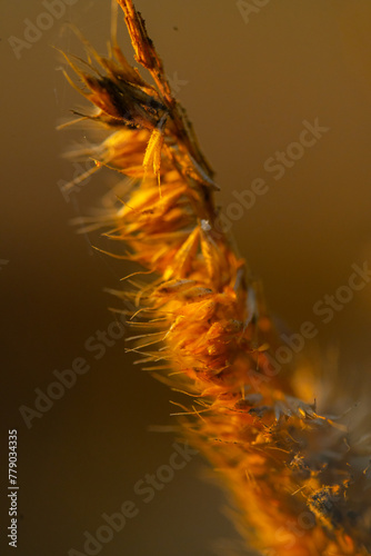 Authentic macro close up of a bristly Southern Sandbur grass head in a wild field in Vietnam