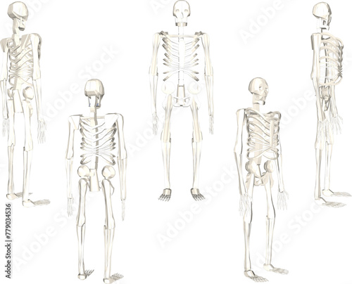 illustration sketch design vector drawing of standing primate skull skeleton