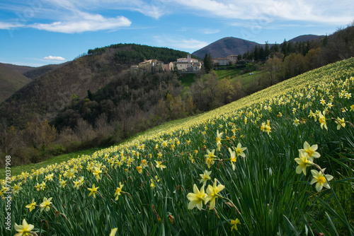 Beautiful view of Poggiodomo in Umbria with the beautiful flowering of Narcisus during spring season, Italy