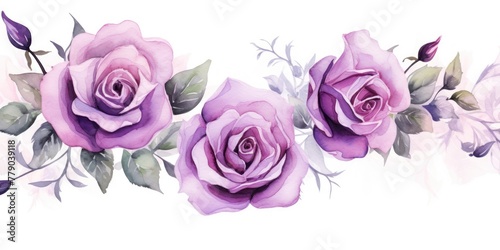 Violet roses watercolor clipart on white background  defined edges floral flower pattern background with copy space for design text or photo backdrop minimalistic