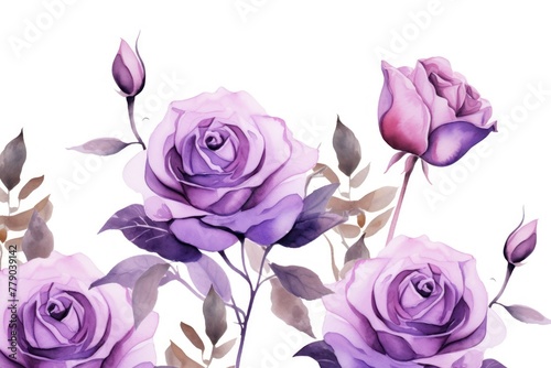 Violet roses watercolor clipart on white background  defined edges floral flower pattern background with copy space for design text or photo backdrop minimalistic