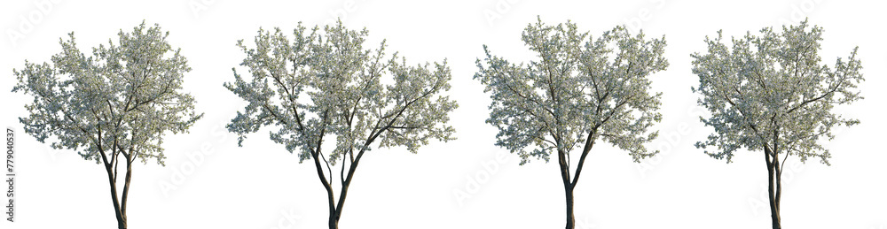 Cherry trees sakura white blossoming frontal set street summer trees medium and small isolated png on a transparent background premium cutout (Prunus cerasus, Prunus avium) Cherry trees sakura white blossoming frontal set street summer trees medium and small isolated png on a transparent background premium cutout (Prunus cerasus, Prunus avium)