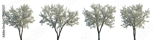 Cherry trees sakura white blossoming frontal set street summer trees medium and small isolated png on a transparent background perfectly cutout (Prunus cerasus, Prunus avium) photo