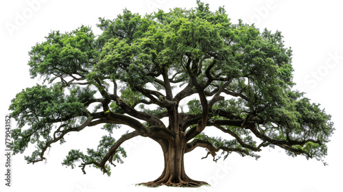 Ancient Oak Tree with Lush Canopy - Isolated on White Transparent Background  PNG 