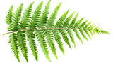 Vibrant Green Fern Branch Detail - Isolated on White Transparent Background, PNG
