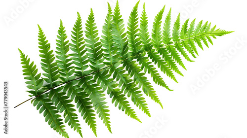 Green Fern Branch Detail Full Leaf - Isolated on White Transparent Background, PNG
