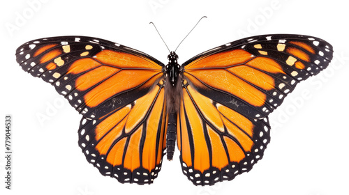 Monarch Butterfly Spread Wings - Isolated on White Transparent Background, PNG 