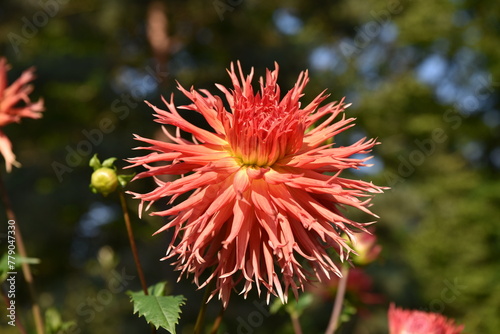 Dahlia cactus rose au jardin