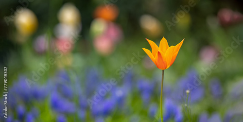 orange flower, tulip on purple and green blurred background, panorama, banner